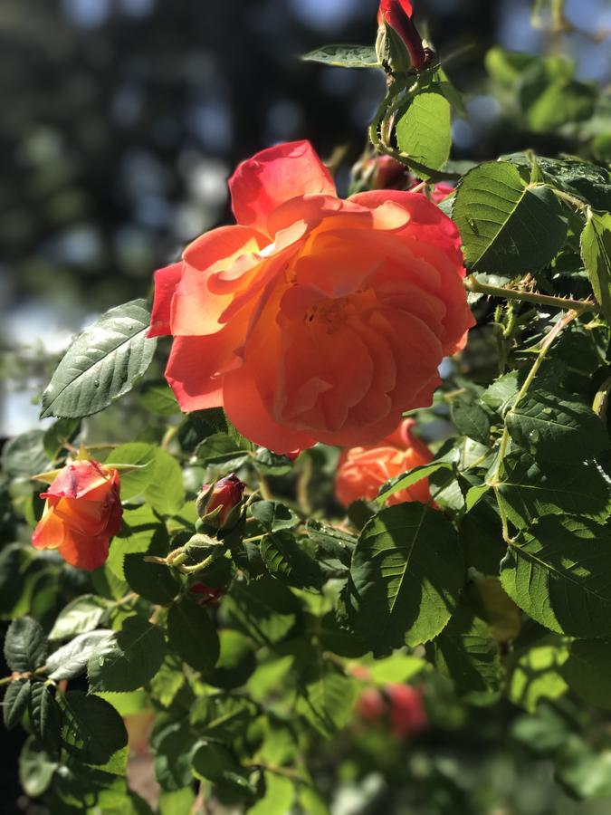 Trailside Inn Bed And Breakfast カリストガ エクステリア 写真